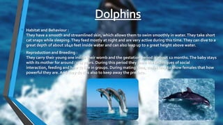 • Habitat and Behaviour :
They have a smooth and streamlined skin, which allows them to swim smoothly in water.They take short
cat snaps while sleeping.They feed mostly at night and are very active during this time.They can dive to a
great depth of about 1640 feet inside water and can also leap up to a great height above water.
• Reproduction and Breeding :
They carry their young one inside their womb and the gestation period is about 12 months.The baby stays
with its mother for around (3-6) years. During this period they learn the techniques of social
interaction, feeding and how to live in groups. During mating time, males leap to show females that how
powerful they are. And they do this also to keep away the predato.
 