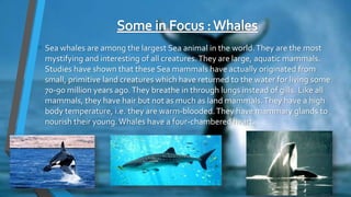 • Sea whales are among the largest Sea animal in the world.They are the most
mystifying and interesting of all creatures.They are large, aquatic mammals.
Studies have shown that these Sea mammals have actually originated from
small, primitive land creatures which have returned to the water for living some
70-90 million years ago.They breathe in through lungs instead of gills. Like all
mammals, they have hair but not as much as land mammals.They have a high
body temperature, i.e. they are warm-blooded.They have mammary glands to
nourish their young.Whales have a four-chambered heart.
 