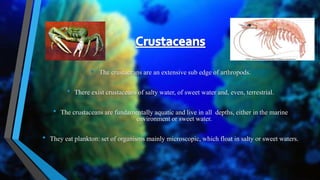 • The crustaceans are an extensive sub edge of arthropods.
• There exist crustaceans of salty water, of sweet water and, even, terrestrial.
• The crustaceans are fundamentally aquatic and live in all depths, either in the marine
environment or sweet water.
• They eat plankton: set of organisms mainly microscopic, which float in salty or sweet waters.
 
