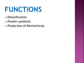  Detoxification
Protein synthesis
Production of Biochemicals