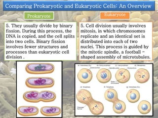 Comparing Prokaryotic and Eukaryotic Cells: An Overview 
Prokaryote Eukaryote 
5. They usually divide by binary 
fission. During this process, the 
DNA is copied, and the cell splits 
into two cells. Binary fission 
involves fewer structures and 
processes than eukaryotic cell 
division . 
5. Cell division usually involves 
mitosis, in which chromosomes 
replicate and an identical set is 
distributed into each of two 
nuclei. This process is guided by 
the mitotic spindle, a football - 
shaped assembly of microtubules. 
 