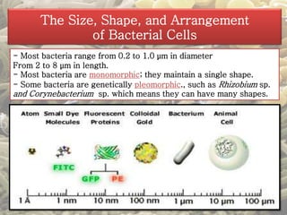 The Size, Shape, and Arrangement 
of Bacterial Cells 
- Most bacteria range from 0.2 to 1.0 μm in diameter 
From 2 to 8 μm in length. 
- Most bacteria are monomorphic; they maintain a single shape. 
- Some bacteria are genetically pleomorphic., such as Rhizobium sp. 
and Corynebacterium sp. which means they can have many shapes. 
 
