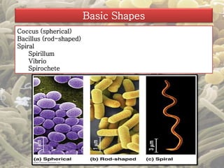 Coccus (spherical) 
Bacillus (rod-shaped) 
Spiral 
Spirillum 
Vibrio 
Spirochete 
Basic Shapes 
 