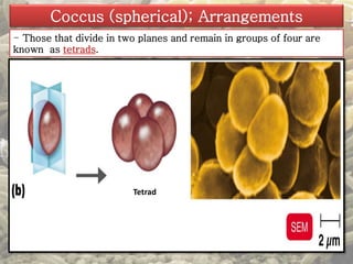 Coccus (spherical); Arrangements 
- Those that divide in two planes and remain in groups of four are 
known as tetrads. 
Tetrad 
 