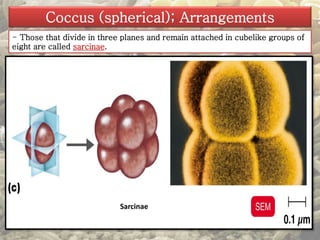 Coccus (spherical); Arrangements 
- Those that divide in three planes and remain attached in cubelike groups of 
eight are called sarcinae. 
Sarcinae 
 