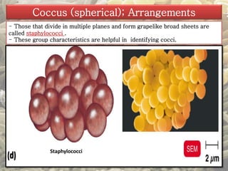 Coccus (spherical); Arrangements 
- Those that divide in multiple planes and form grapelike broad sheets are 
called staphylococci . 
- These group characteristics are helpful in identifying cocci. 
Staphylococci 
 