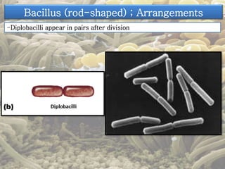 Bacillus (rod-shaped) ; Arrangements 
-Diplobacilli appear in pairs after division 
Diplobacilli 
 