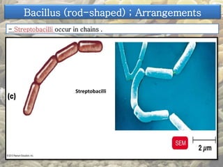 Bacillus (rod-shaped) ; Arrangements 
- Streptobacilli occur in chains . 
Streptobacilli 
 