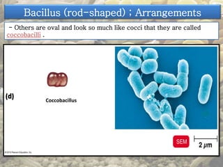 Bacillus (rod-shaped) ; Arrangements 
- Others are oval and look so much like cocci that they are called 
coccobacilli . 
Coccobacillus 
 