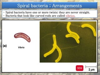 Spiral bacteria ; Arrangements 
- Spiral bacteria have one or more twists; they are never straight. 
- Bacteria that look like curved rods are called vibrios. 
Vibrio 
 
