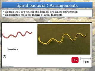 Spiral bacteria ; Arrangements 
- Spirals they are helical and flexible are called spirochetes. 
- Spirochetes move by means of axial filaments 
Spirochete 
 