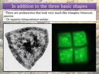 In addition to the three basic shapes 
-There are prokaryotes that look very much like triangles Haloarcula 
japonica 
- Or squares Holoquadratum walsbyi . 
 