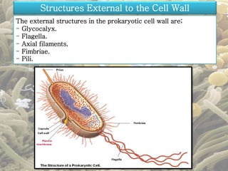 Structures External to the Cell Wall 
The external structures in the prokaryotic cell wall are; 
- Glycocalyx. 
- Flagella. 
- Axial filaments. 
- Fimbriae. 
- Pili. 
 