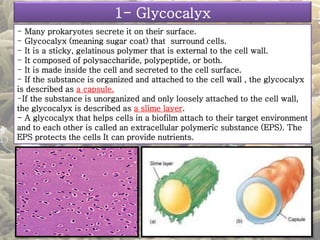 1- Glycocalyx 
- Many prokaryotes secrete it on their surface. 
- Glycocalyx (meaning sugar coat) that surround cells. 
- It is a sticky, gelatinous polymer that is external to the cell wall. 
- It composed of polysaccharide, polypeptide, or both. 
- It is made inside the cell and secreted to the cell surface. 
- If the substance is organized and attached to the cell wall , the glycocalyx 
is described as a capsule. 
-If the substance is unorganized and only loosely attached to the cell wall, 
the glycocalyx is described as a slime layer. 
- A glycocalyx that helps cells in a biofilm attach to their target environment 
and to each other is called an extracellular polymeric substance (EPS). The 
EPS protects the cells It can provide nutrients. 
 