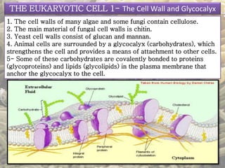 THE EUKARYOTIC CELL 1- The Cell Wall and Glycocalyx 
1. The cell walls of many algae and some fungi contain cellulose. 
2. The main material of fungal cell walls is chitin. 
3. Yeast cell walls consist of glucan and mannan. 
4. Animal cells are surrounded by a glycocalyx (carbohydrates), which 
strengthens the cell and provides a means of attaehment to other cells. 
5- Some of these carbohydrates are covalently bonded to proteins 
(glycoproteins) and lipids (glycolipids) in the plasma membrane that 
anchor the glycocalyx to the cell. 
 