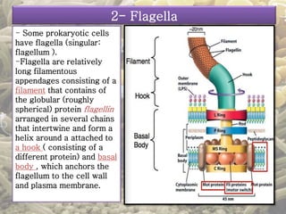 2- Flagella 
- Some prokaryotic cells 
have flagella (singular: 
flagellum ). 
-Flagella are relatively 
long filamentous 
appendages consisting of a 
filament that contains of 
the globular (roughly 
spherical) protein flagellin 
arranged in several chains 
that intertwine and form a 
helix around a attached to 
a hook ( consisting of a 
different protein) and basal 
body , which anchors the 
flagellum to the cell wall 
and plasma membrane. 
 