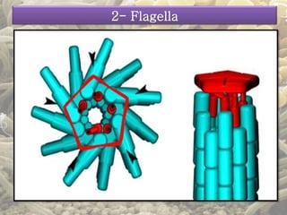 2- Flagella 
 