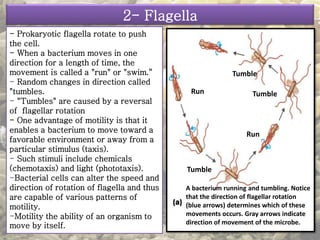 2- Flagella 
- Prokaryotic flagella rotate to push 
the cell. 
- When a bacterium moves in one 
direction for a length of time, the 
movement is called a "run" or "swim.“ 
- Random changes in direction called 
"tumbles. 
- "Tumbles" are caused by a reversal 
of flagellar rotation 
- One advantage of motility is that it 
enables a bacterium to move toward a 
favorable environment or away from a 
particular stimulus (taxis). 
- Such stimuli include chemicals 
(chemotaxis) and light (phototaxis). 
-Bacterial cells can alter the speed and 
direction of rotation of flagella and thus 
are capable of various patterns of 
motility. 
-Motility the ability of an organism to 
move by itself. 
Run 
Tumble 
Tumble 
Run 
Tumble 
A bacterium running and tumbling. Notice 
that the direction of flagellar rotation 
(blue arrows) determines which of these 
movements occurs. Gray arrows indicate 
direction of movement of the microbe. 
 