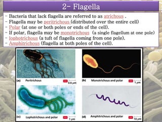2- Flagella 
- Bacteria that lack flagella are referred to as atrichous . 
- Flagella may be peritrichous (distributed over the entire cell) 
- Polar (at one or both poles or ends of the cell). 
- If polar, flagella may be monotrichous (a single flagellum at one pole) 
- lophotrichous (a tuft of flagella coming from one pole). 
- Amphitrichous (flagella at both poles of the cell). 
Peritrichous Monotrichous and polar 
Lophotrichous and polar Amphitrichous and polar 
 