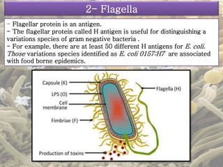 2- Flagella 
- Flagellar protein is an antigen. 
- The flagellar protein called H antigen is useful for distinguishing a 
variations species of gram negative bacteria . 
- For example, there are at least 50 different H antigens for E. coli. 
Those variations species identified as E. coli 0157:H7 are associated 
with food borne epidemics. 
 