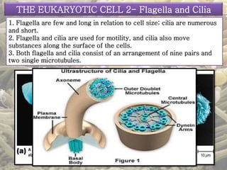 THE EUKARYOTIC CELL 2- Flagella and Cilia 
1. Flagella are few and long in relation to cell size; cilia are numerous 
and short. 
2. Flagella and cilia are used for motility, and cilia also move 
substances along the surface of the cells. 
3. Both flagella and cilia consist of an arrangement of nine pairs and 
two single microtubules. 
A micrograph of Euglena, containing 
alga, with its flagellum. 
Cilia 
A micrograph of Tetrahymena, 
with cilia. 
 
