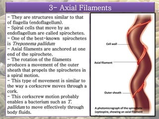3- Axial Filaments 
- They are structures similar to that 
of flagella (endoflagellum). 
- Spiral cells that move by an 
endoflagellum are called spirochetes. 
- One of the best-known spirochetes 
is Treponema pallidum 
- Axial filaments are anchored at one 
end of the spirochete. 
- The rotation of the filaments 
produces a movement of the outer 
sheath that propels the spirochetes in 
a spiral motion. 
- This type of movement is similar to 
the way a corkscrew moves through a 
cork. 
- This corkscrew motion probably 
enables a bacterium such as T. 
pallidum to move effectively through 
body fluids. 
Cell wall 
Axial filament 
Outer sheath 
A photomicrograph of the spirochete 
Leptospira, showing an axial filament 
 