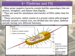 4- Fimbriae and Pili 
- Many gram-negative bacteria contain hairlike appendages that are 
shorter, straighter, and thinner than flagella . 
- They are used for attachment and transfer of DNA rather than for 
motility. 
- These structures, which consist of a protein called pilin arranged 
helically around a central core, are divided into two types, fimbriae 
and pili, having very different functions. 
 