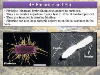 4- Fimbriae and Pili 
- Fimbriae (singular: fimbria)help cells adhere to surfaces. 
- They can number anywhere from a few to several hundred per cell 
- They are involved in forming biofilms 
- Fimbriae can also help bacteria adhere to epithelial surfaces in the 
body. 
 