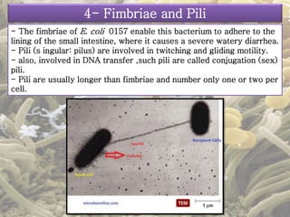 4- Fimbriae and Pili 
- The fimbriae of E. coli 0157 enable this bacterium to adhere to the 
lining of the small intestine, where it causes a severe watery diarrhea. 
- Pili (s ingular: pilus) are involved in twitching and gliding motility. 
- also, involved in DNA transfer ,such pili are called conjugation (sex) 
pili. 
- Pili are usually longer than fimbriae and number only one or two per 
cell. 
 