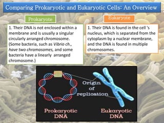 Comparing Prokaryotic and Eukaryotic Cells: An Overview 
Prokaryote Eukaryote 
1. Their DNA is found in the cell 's 
nucleus, which is separated from the 
cytoplasm by a nuclear membrane, 
and the DNA is found in multiple 
chromosomes. 
1. Their DNA is not enclosed within a 
membrane and is usually a singular 
circularly arranged chromosome. 
(Some bacteria, such as Vibrio ch., 
have two chromosomes, and some 
bacteria have a linearly arranged 
chromosome.) 
 