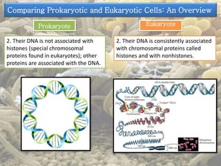 Comparing Prokaryotic and Eukaryotic Cells: An Overview 
Prokaryote Eukaryote 
2. Their DNA is not associated with 
histones (special chromosomal 
proteins found in eukaryotes); other 
proteins are associated with the DNA. 
2. Their DNA is consistently associated 
with chromosomal proteins called 
histones and with nonhistones. 
 