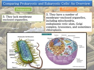 Comparing Prokaryotic and Eukaryotic Cells: An Overview 
Prokaryote Eukaryote 
3. They lack membrane 
enclosed organelles. 
3. They have a number of 
membrane-enclosed organelles, 
including mitochondria, 
endoplasmic retic ulum, Golgi 
complex, lysosomes, and sometimes 
chloroplasts. 
 