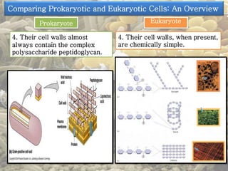 Comparing Prokaryotic and Eukaryotic Cells: An Overview 
Prokaryote Eukaryote 
4. Their cell walls almost 
always contain the complex 
polysaccharide peptidoglycan. 
4. Their cell walls, when present, 
are chemically simple. 
 