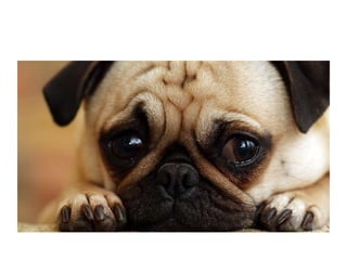 Non downloadable dogs