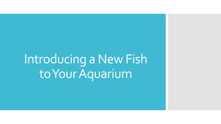 Introducing a New Fish
toYourAquarium
 