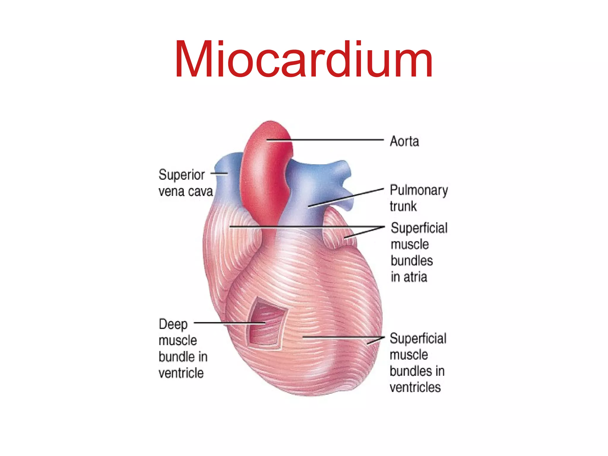 Miocardium
 