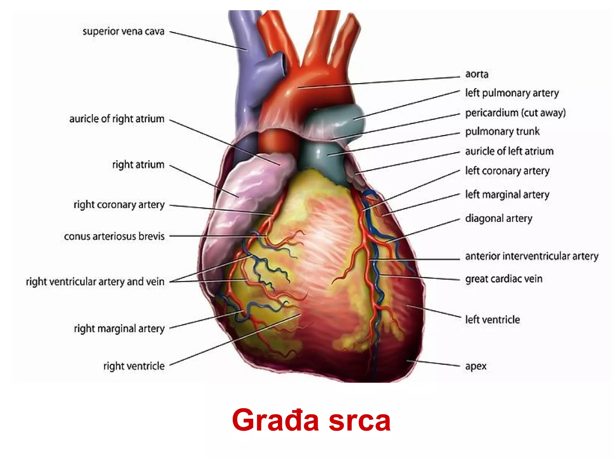 Građa srca
 
