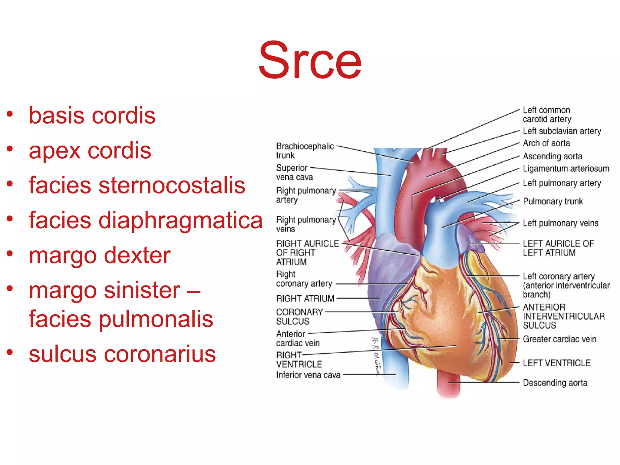 Srce
• basis cordis
• apex cordis
• facies sternocostalis
• facies diaphragmatica
• margo dexter
• margo sinister –
facies pulmonalis
• sulcus coronarius
 