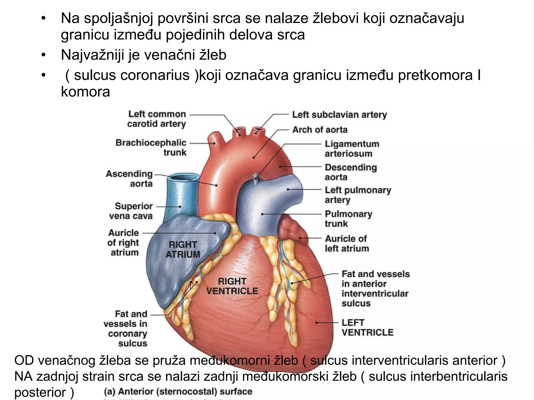• Na spoljašnjoj površini srca se nalaze žlebovi koji označavaju
granicu između pojedinih delova srca
• Najvažniji je venačni žleb
• ( sulcus coronarius )koji označava granicu između pretkomora I
komora
OD venačnog žleba se pruža međukomorni žleb ( sulcus interventricularis anterior )
NA zadnjoj strain srca se nalazi zadnji međukomorski žleb ( sulcus interbentricularis
posterior )
 