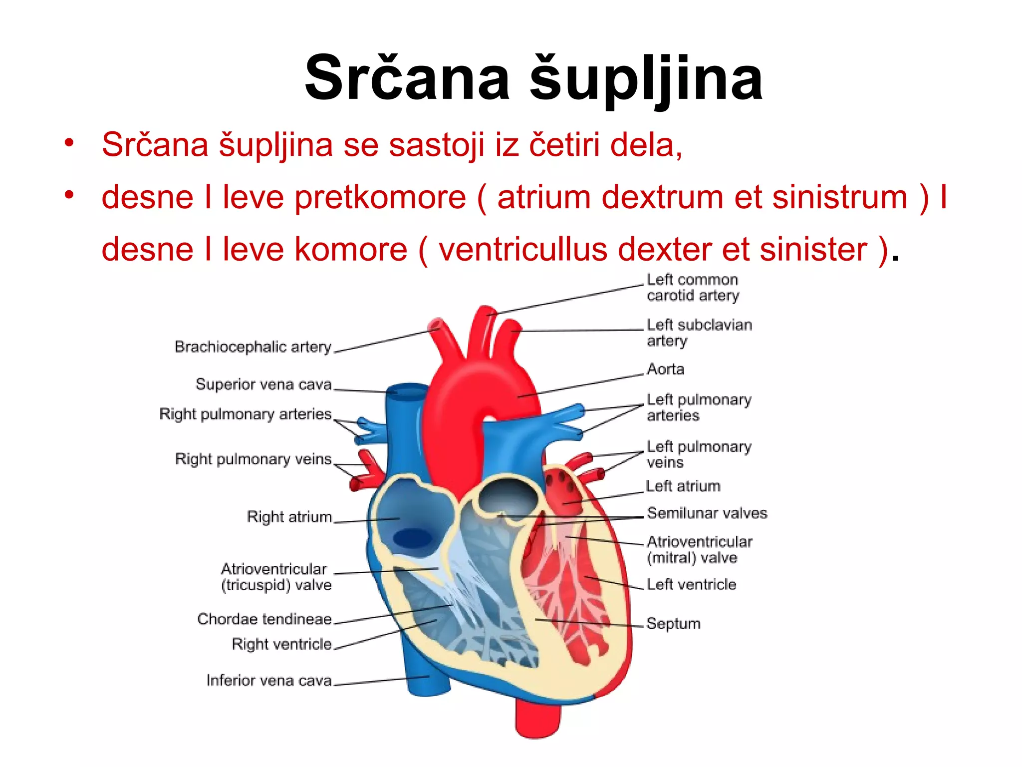 Srčana šupljina
• Srčana šupljina se sastoji iz četiri dela,
• desne I leve pretkomore ( atrium dextrum et sinistrum ) I
desne I leve komore ( ventricullus dexter et sinister ).
 