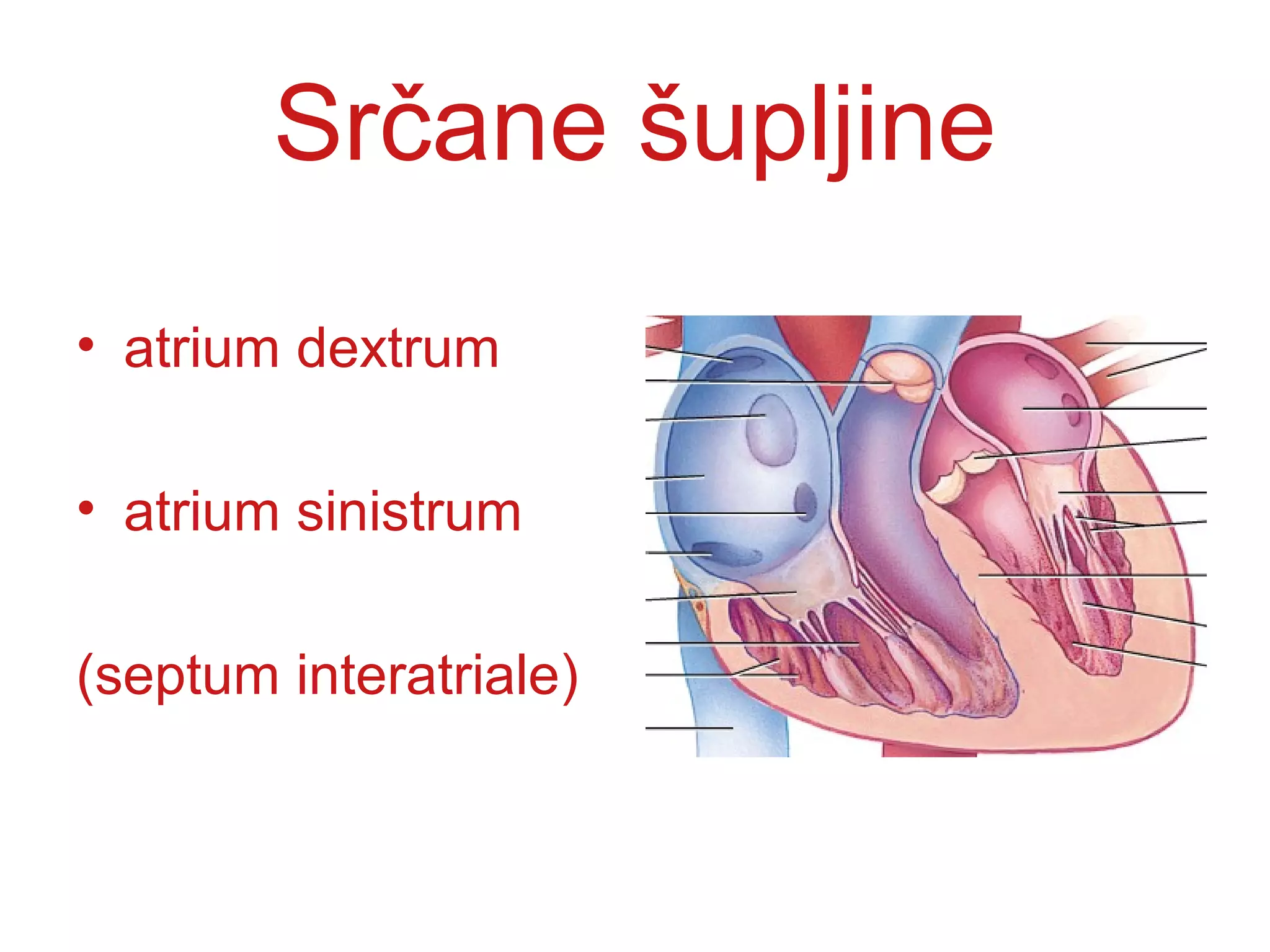Srčane šupljine
• atrium dextrum
• atrium sinistrum
(septum interatriale)
 