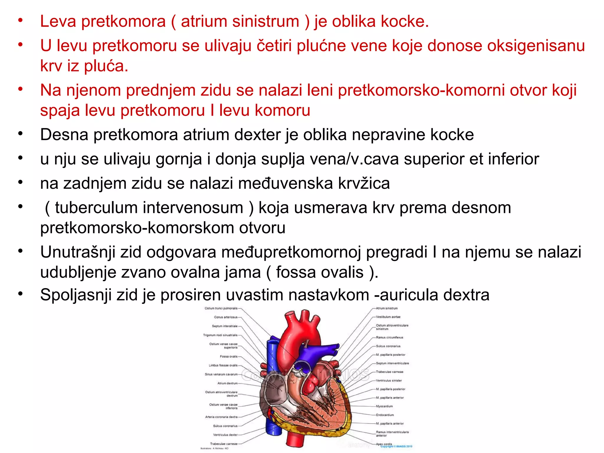 • Leva pretkomora ( atrium sinistrum ) je oblika kocke.
• U levu pretkomoru se ulivaju četiri plućne vene koje donose oksigenisanu
krv iz pluća.
• Na njenom prednjem zidu se nalazi leni pretkomorsko-komorni otvor koji
spaja levu pretkomoru I levu komoru
• Desna pretkomora atrium dexter je oblika nepravine kocke
• u nju se ulivaju gornja i donja suplja vena/v.cava superior et inferior
• na zadnjem zidu se nalazi međuvenska krvžica
• ( tuberculum intervenosum ) koja usmerava krv prema desnom
pretkomorsko-komorskom otvoru
• Unutrašnji zid odgovara međupretkomornoj pregradi I na njemu se nalazi
udubljenje zvano ovalna jama ( fossa ovalis ).
• Spoljasnji zid je prosiren uvastim nastavkom -auricula dextra
 