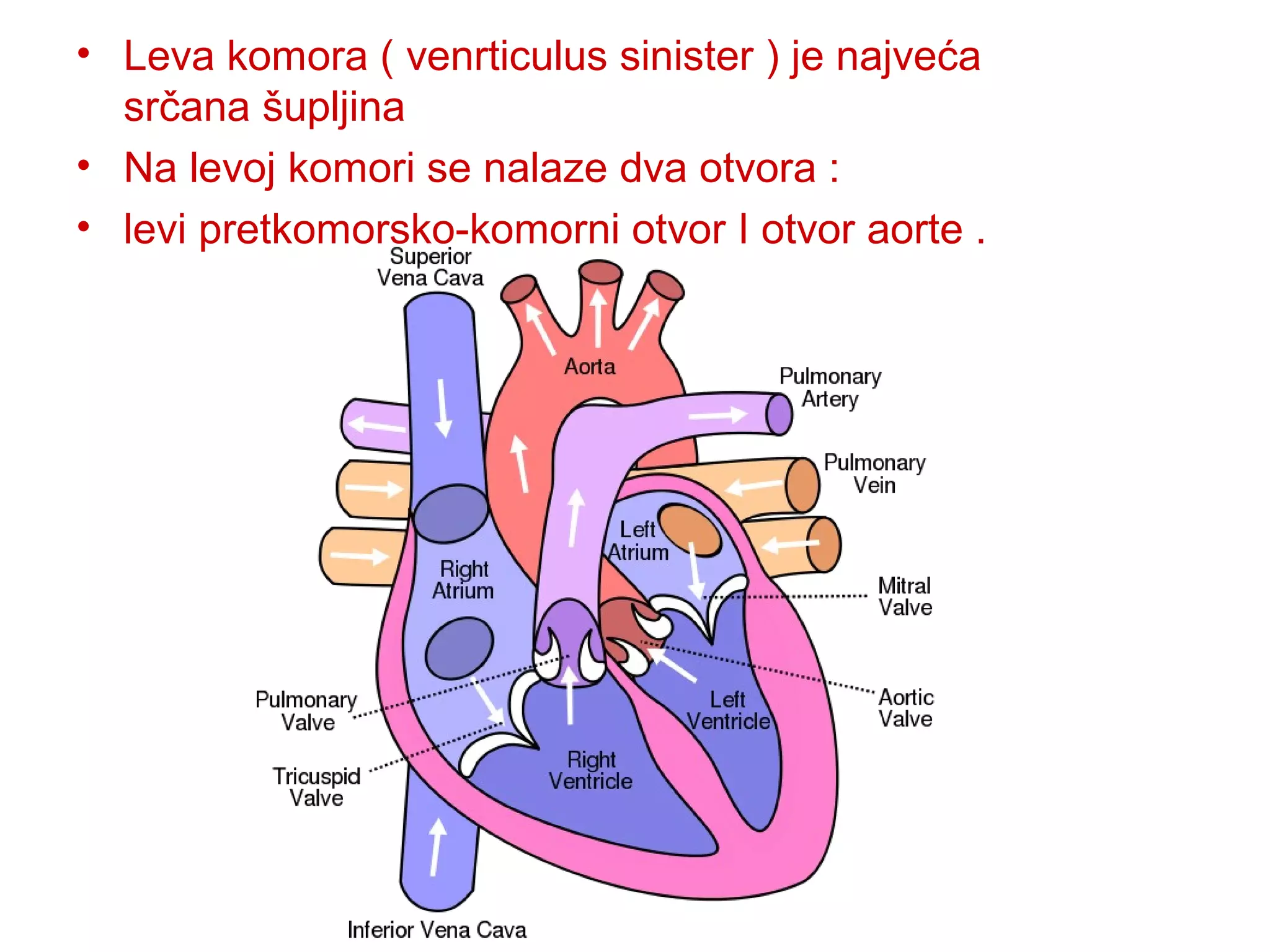 • Leva komora ( venrticulus sinister ) je najveća
srčana šupljina
• Na levoj komori se nalaze dva otvora :
• levi pretkomorsko-komorni otvor I otvor aorte .
 