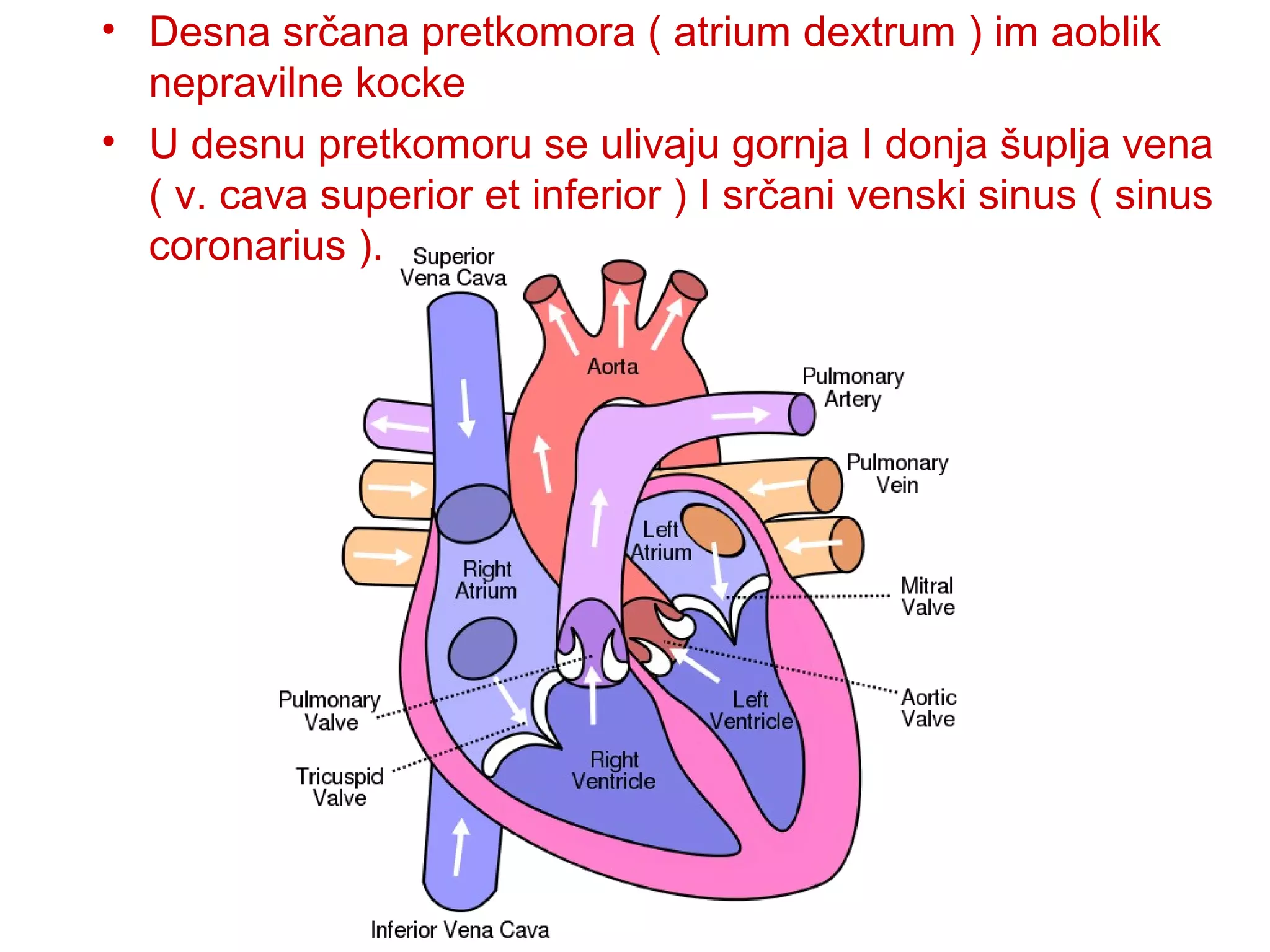 • Desna srčana pretkomora ( atrium dextrum ) im aoblik
nepravilne kocke
• U desnu pretkomoru se ulivaju gornja I donja šuplja vena
( v. cava superior et inferior ) I srčani venski sinus ( sinus
coronarius ).
 