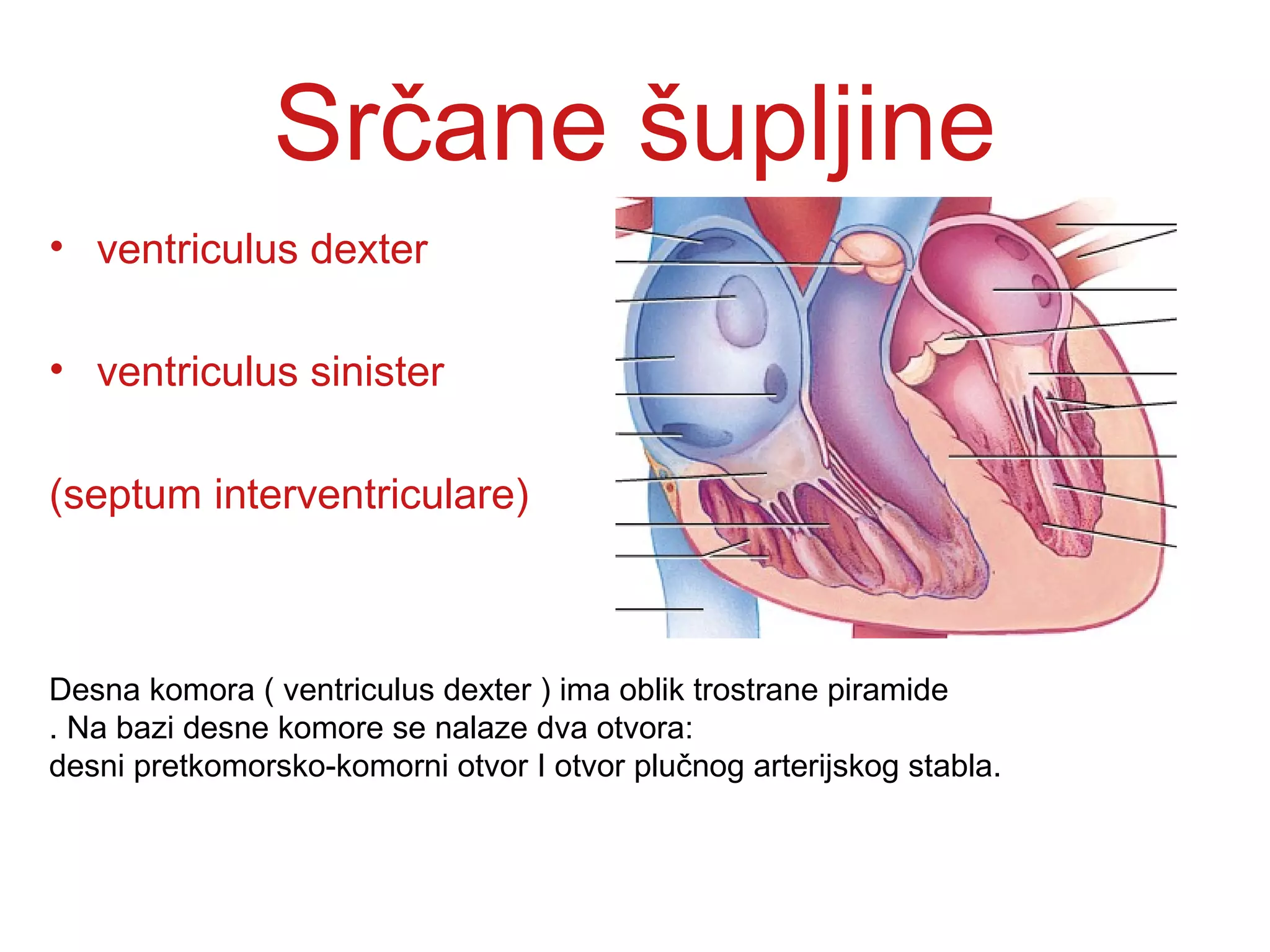 Srčane šupljine
• ventriculus dexter
• ventriculus sinister
(septum interventriculare)
Desna komora ( ventriculus dexter ) ima oblik trostrane piramide
. Na bazi desne komore se nalaze dva otvora:
desni pretkomorsko-komorni otvor I otvor plučnog arterijskog stabla.
 