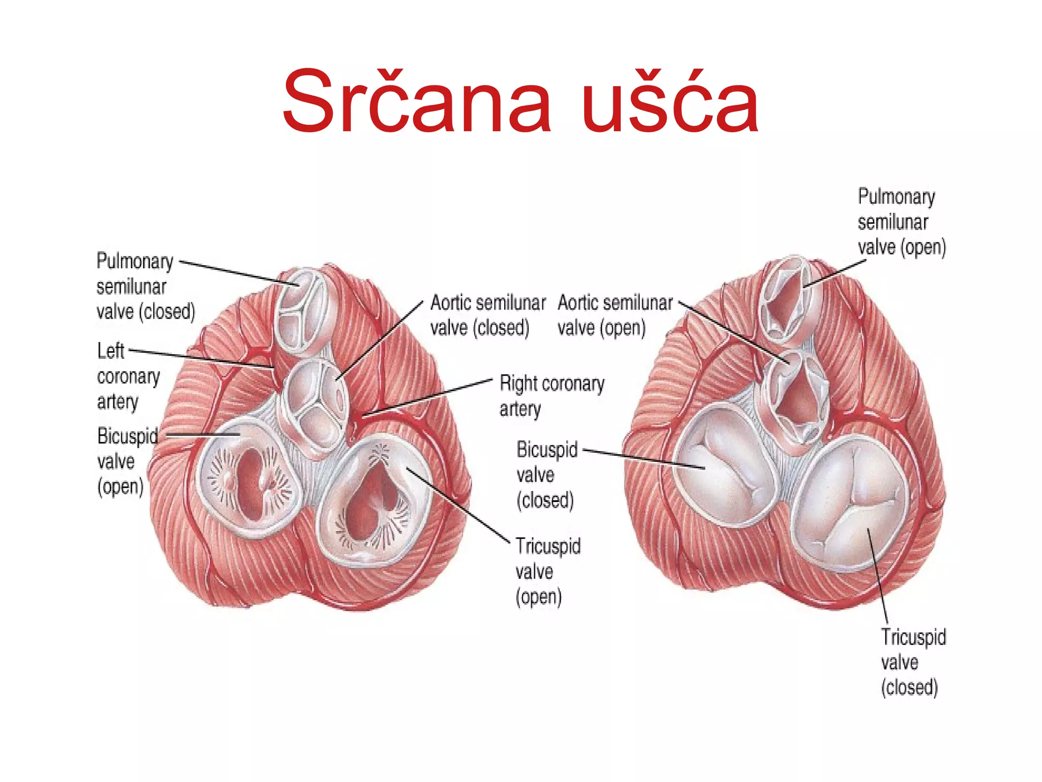 Srčana ušća
 