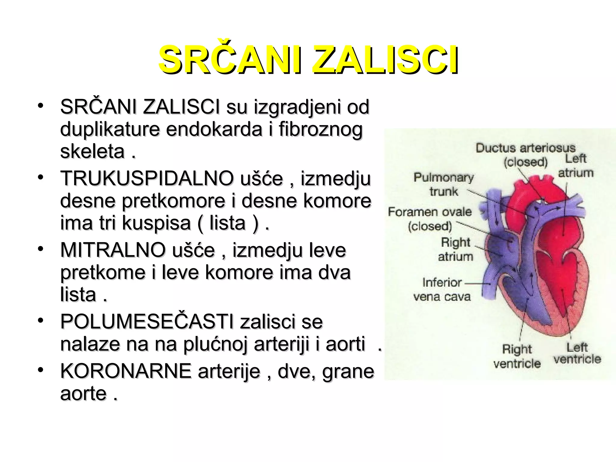 SRČANI ZALISCISRČANI ZALISCI
• SRČANI ZALISCI su izgradjeni odSRČANI ZALISCI su izgradjeni od
duplikature endokarda i fibroznogduplikature endokarda i fibroznog
skeleta .skeleta .
• TRUKUSPIDALNO ušće , izmedjuTRUKUSPIDALNO ušće , izmedju
desne pretkomore i desne komoredesne pretkomore i desne komore
ima tri kuspisa ( lista ) .ima tri kuspisa ( lista ) .
• MITRALNO ušće , izmedju leveMITRALNO ušće , izmedju leve
pretkome i leve komore ima dvapretkome i leve komore ima dva
lista .lista .
• POLUMESEČASTI zalisci sePOLUMESEČASTI zalisci se
nalaze na na plućnoj arteriji i aorti .nalaze na na plućnoj arteriji i aorti .
• KORONARNE arterije , dve, graneKORONARNE arterije , dve, grane
aorte .aorte .
 