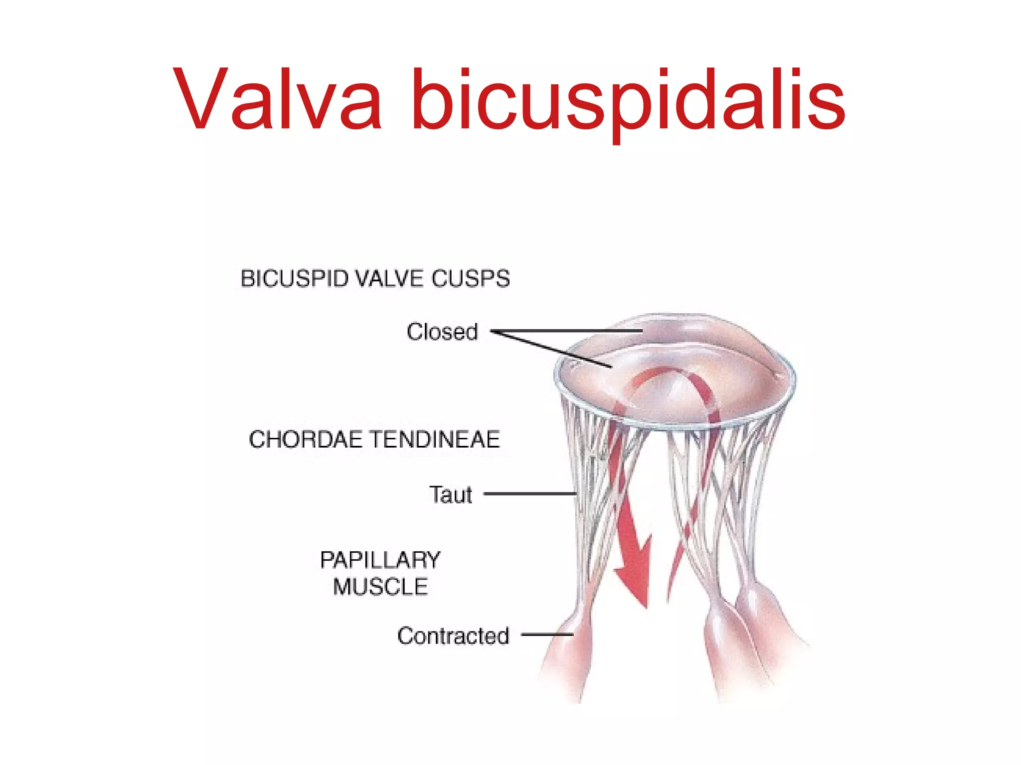 Valva bicuspidalis
 
