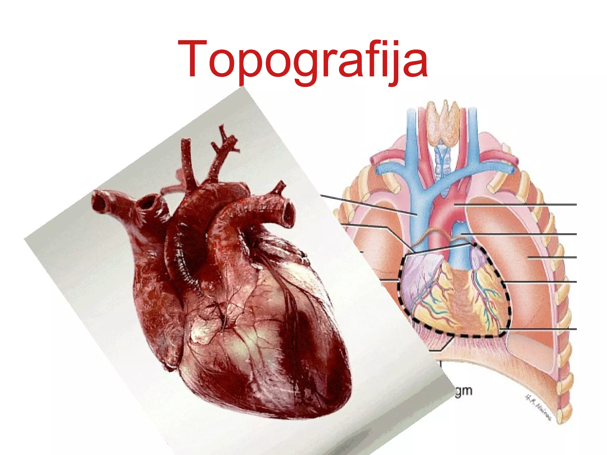 Topografija
 