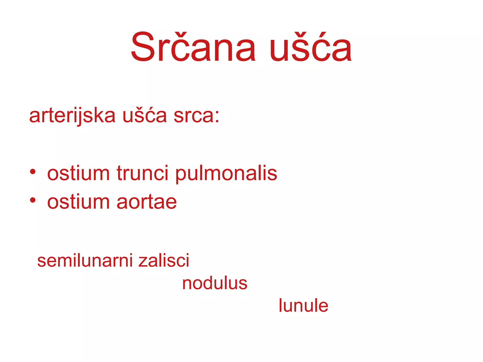 Srčana ušća
arterijska ušća srca:
• ostium trunci pulmonalis
• ostium aortae
semilunarni zalisci
nodulus
lunule
 